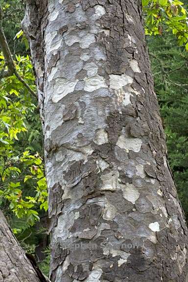 platanus racemosa 2 graphic